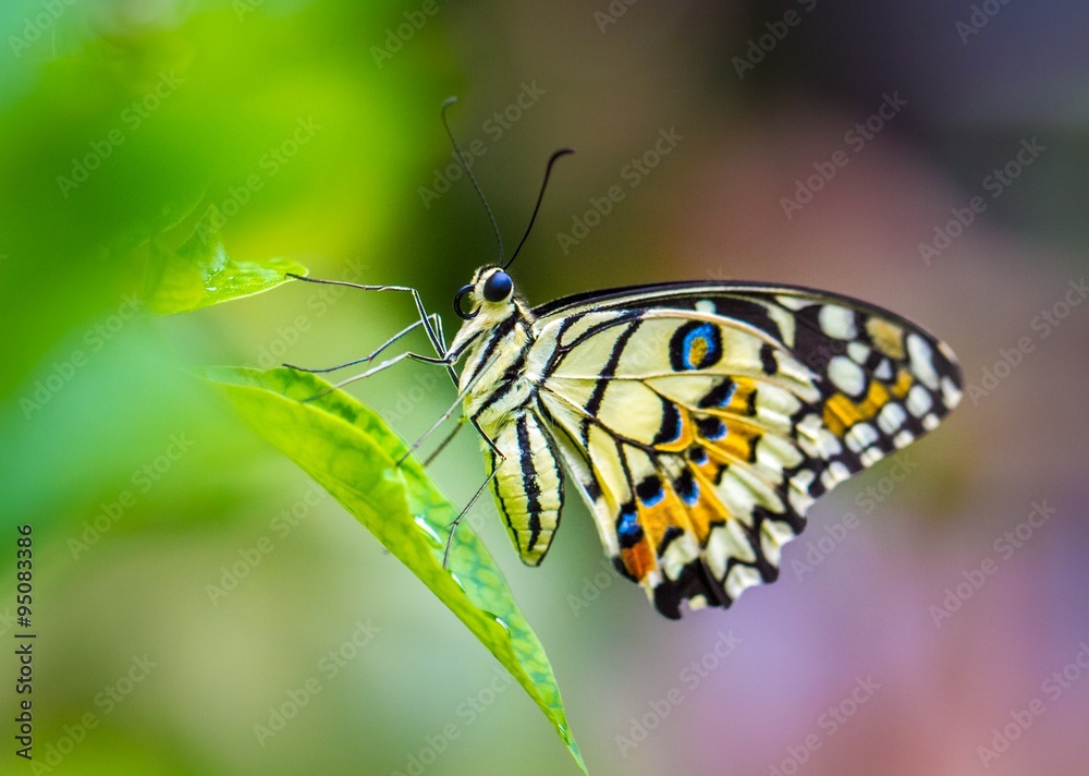 Obraz premium Lime Butterfly