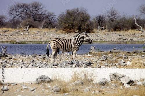  Damara zebra  Equus burchelli  at waterhole Etosha  Namibia