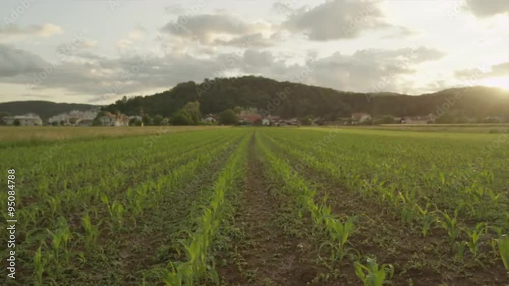 AERIAL SLOW MOTION: Rows of young small maize on big cornfield at sunrise AERIAL SLOW MOTION: Rows of young small maize on big cornfield at sunrise