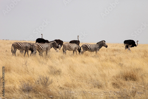 Fototapeta Naklejka Na Ścianę i Meble -  Damara zebra, Equus burchelli  Etosha, Namibia