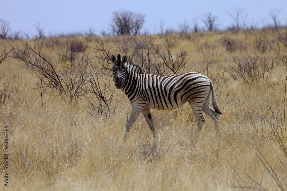 Naklejka premium Damara zebra, Equus burchelli Etosha, Namibia