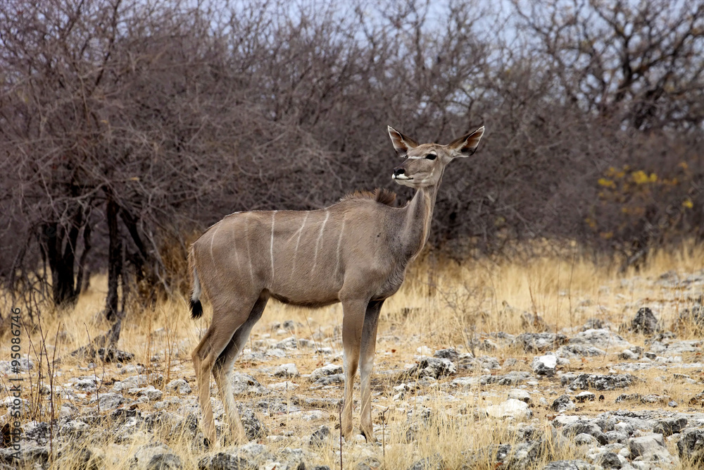 the female Greater kudu, Tragelaphus strepsiceros in the Etosha National Park, Namibia