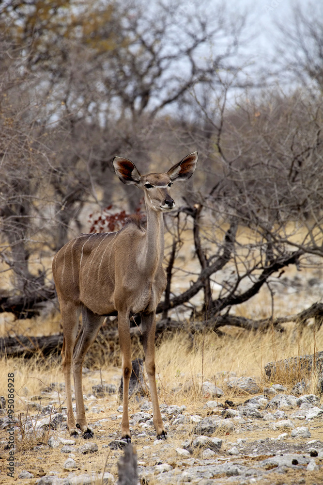 the female Greater kudu, Tragelaphus strepsiceros in the Etosha National Park, Namibia the female Greater kudu, Tragelaphus strepsiceros in the Etosha National Park, Namibia