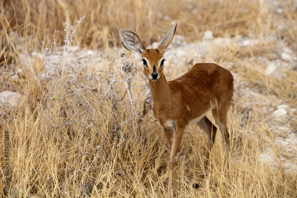 Obraz premium Steenbok, Raphicerus campestris,in the Etosha National Park, Namibia