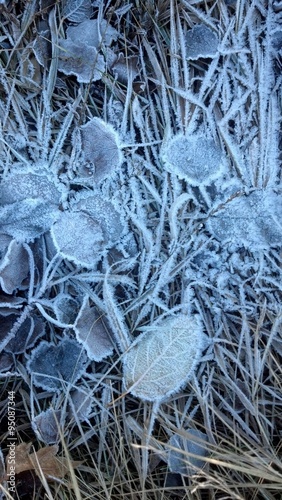 Frozen leaf