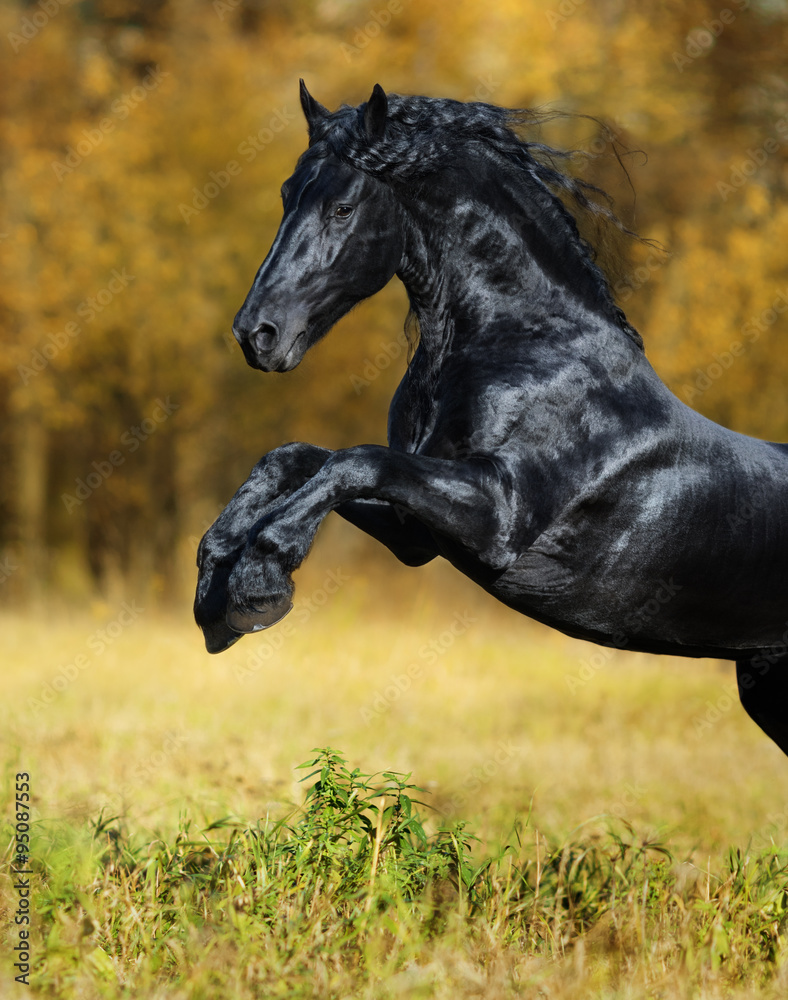 Fototapeta premium The black horse of the Friesian breed play in the gold autumn wo