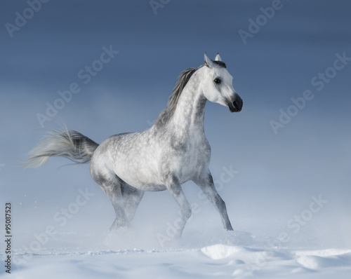 Purebred grey arabian stallion galloping over meadow in snow © Kseniya Abramova