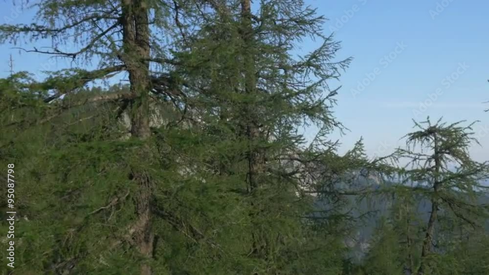 AERIAL: Flying pass the spruce trees in the mountains AERIAL: Flying pass the spruce trees in the mountains