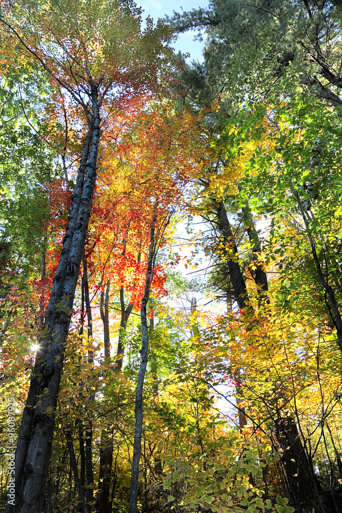 The Forest in fall with Sunburst The Forest in fall with Sunburst