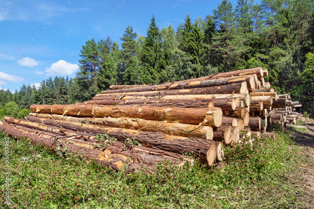 The cut logs in the wood. Industrial preparation of forest products.
