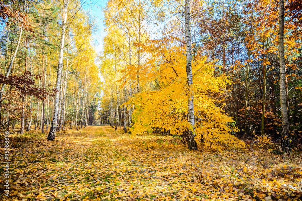 forest forest