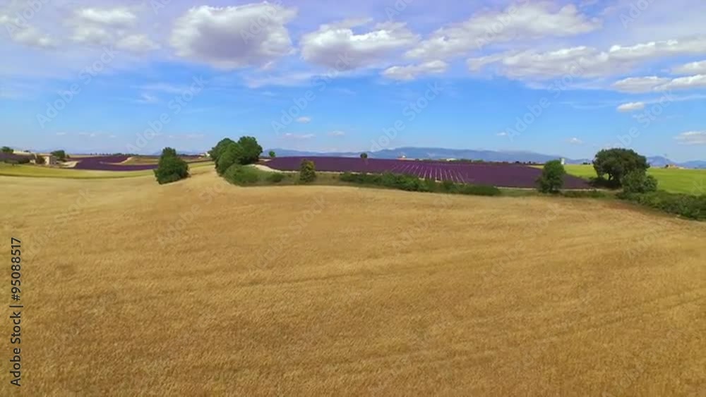 AERIAL: Beautiful big fields of golden wheat and purple lavender