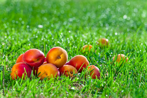 ripe apricots in garden