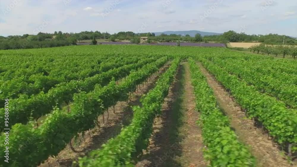 AERIAL: Flying above beautiful green rows of a vineyard AERIAL: Flying above beautiful green rows of a vineyard
