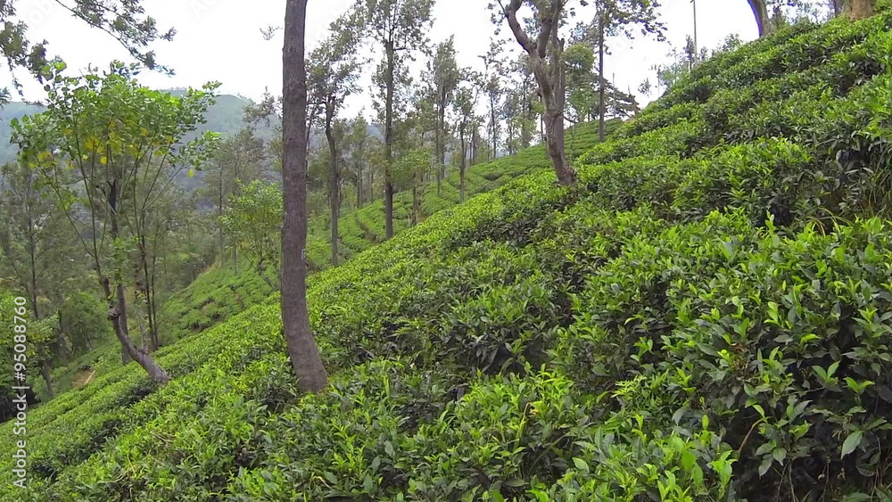 AERIAL: Green tea plantation on Sri Lanka hills AERIAL: Green tea plantation on Sri Lanka hills