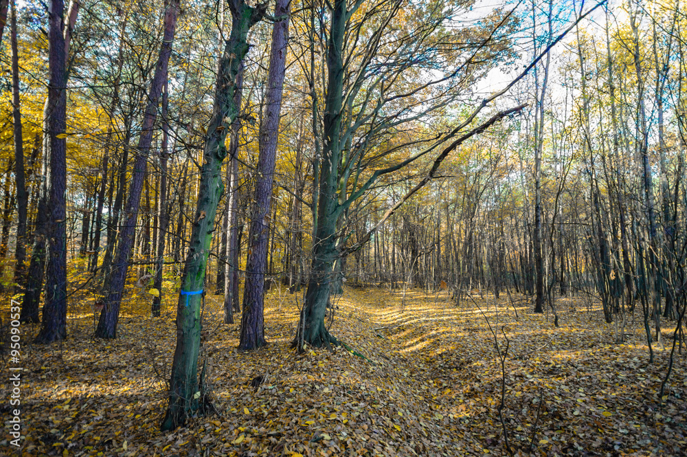 forest forest