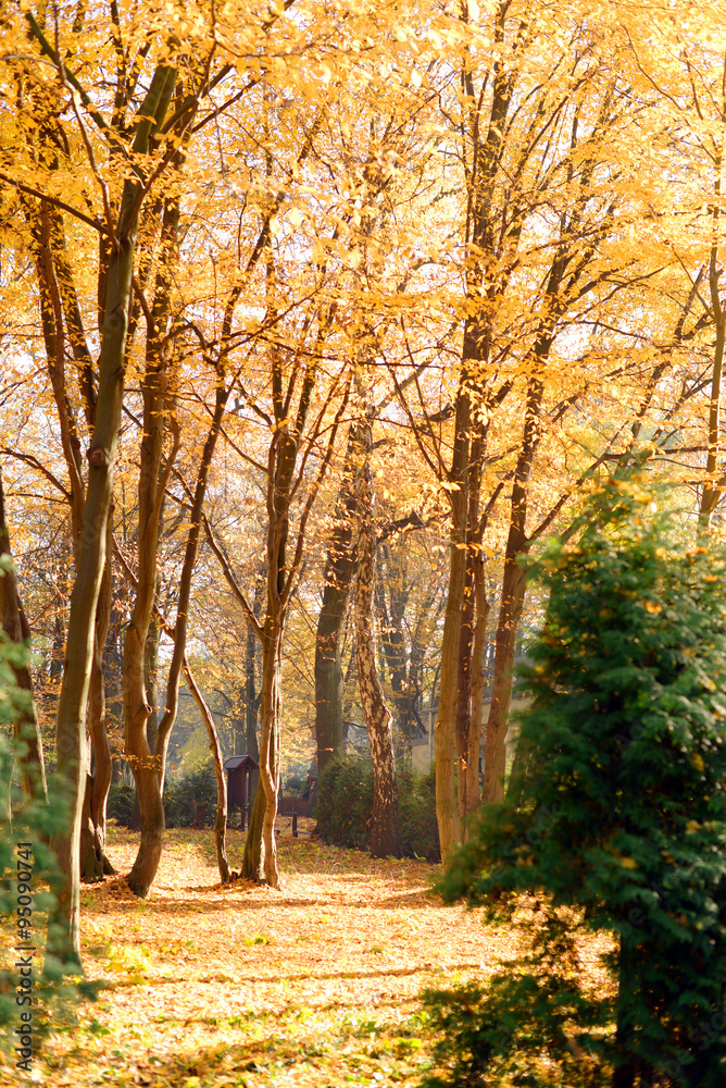 Beautiful sunny forest in autumn Beautiful sunny forest in autumn