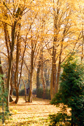 Beautiful sunny forest in autumn