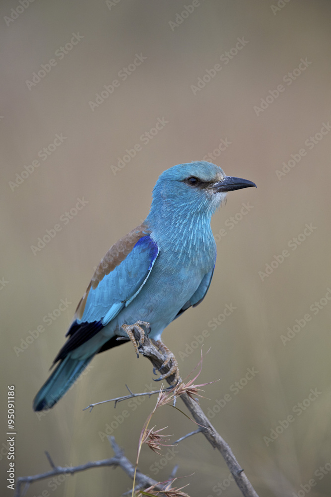 European roller (Coracias garrulus), Kruger National Park European roller (Coracias garrulus), Kruger National Park