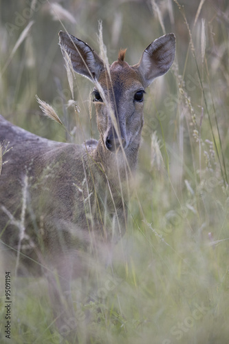 Common duiker (grey duiker) (bush duiker) (Sylvicapra grimmia), female, Kruger National Park photo