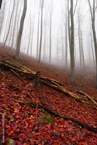 Autumn day in the enchanted forest 