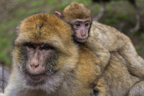 Berberaffen,Affe 
