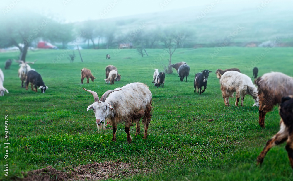 Obraz premium goat