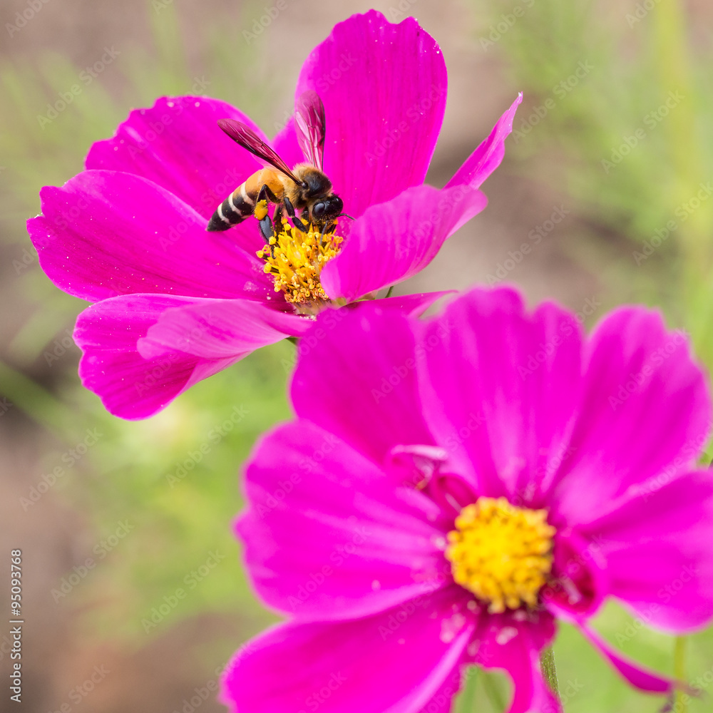 Honey bee collecting pollen and from pink cosmos flower. Honey bee collecting pollen and from pink cosmos flower.