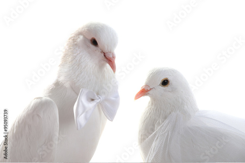 Portrait Wedding doves