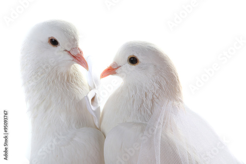 Portrait Wedding doves