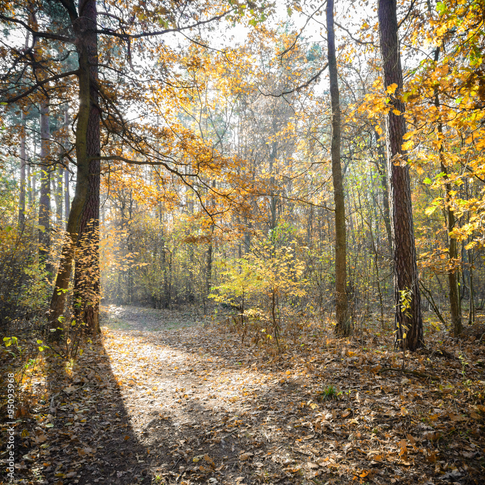 Fototapeta premium forest