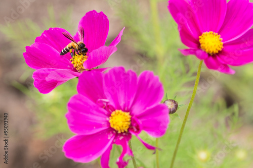 Honey bee collecting pollen and  from pink cosmos flower.
