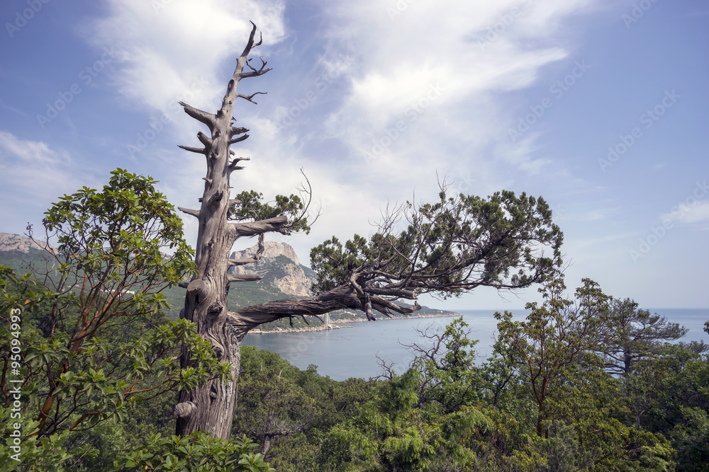 Fototapeta premium Dry Crimean juniper tree on hillside near the Black sea.