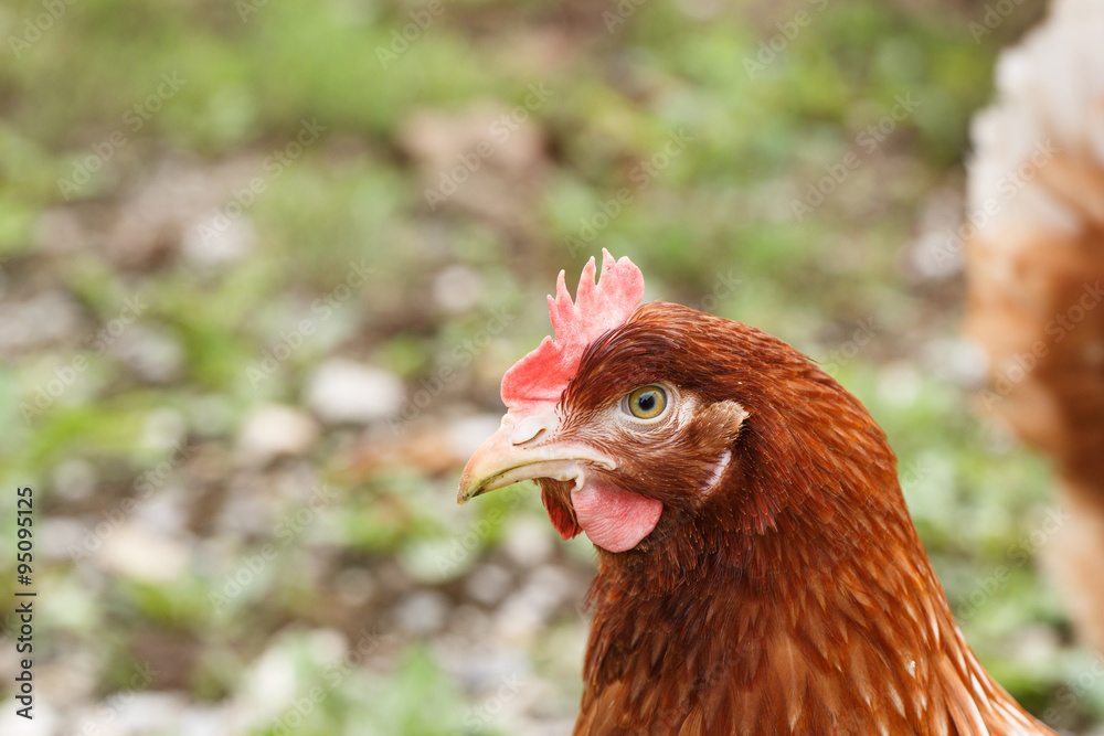 Free-range hens (chicken) on an organic farm Free-range hens (chicken) on an organic farm