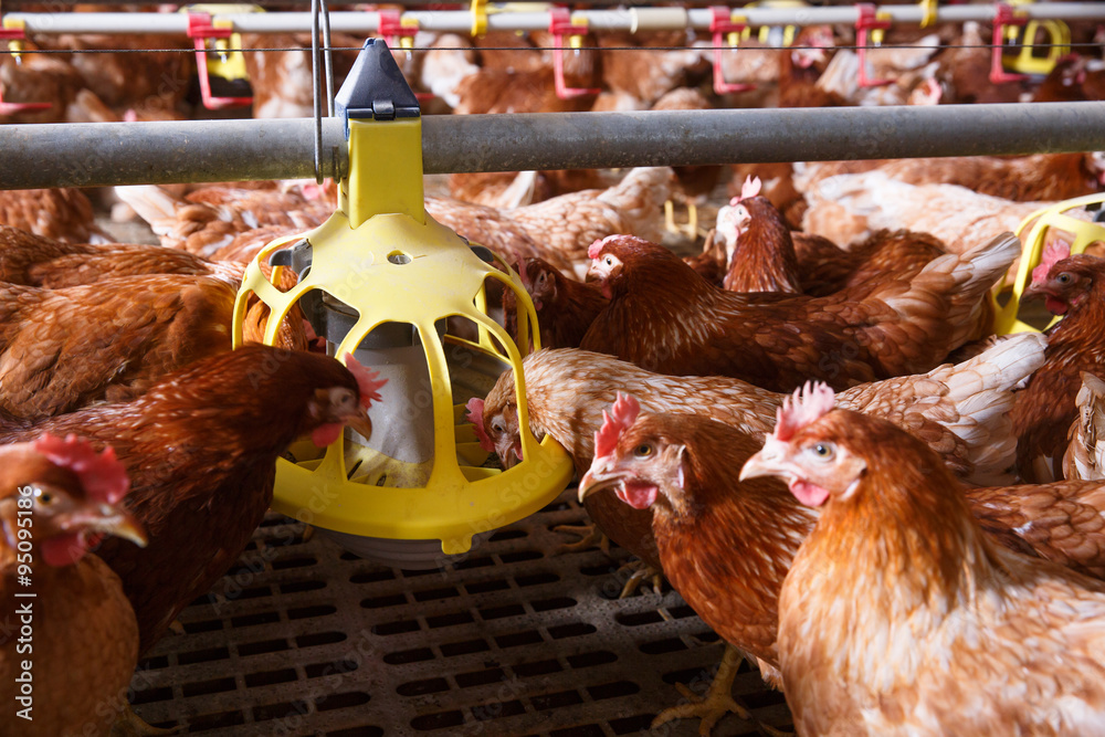 Farm chicken in a barn, eating from an automatic feeder