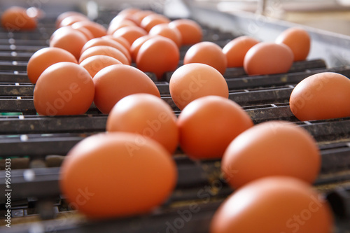 Fresh and raw chicken eggs on a conveyor belt