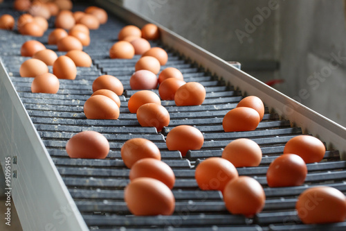 Fresh and raw chicken eggs on a conveyor belt