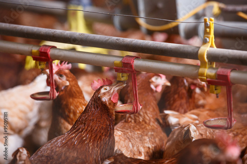 Farm chicken in a barn, drinking from waterer photo