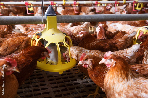 Farm chicken in a barn, eating from an automatic feeder photo