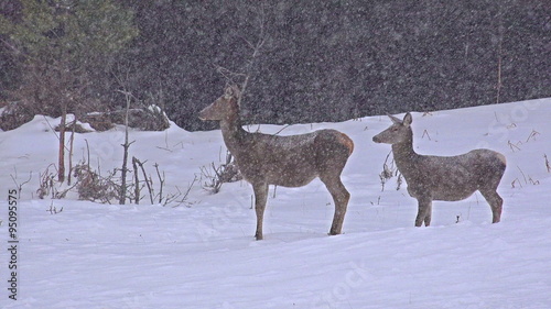 White-Tailed Deer In The Snow photo