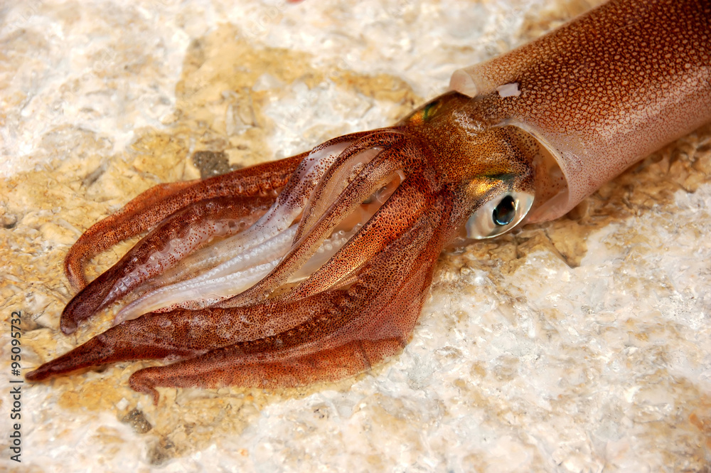 head of a squid alive head of a squid alive