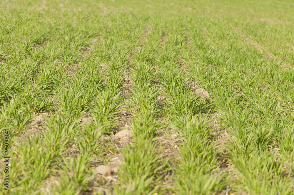 spring plowed field