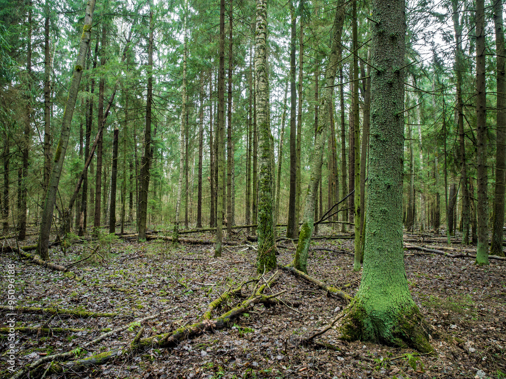 Forest Forest