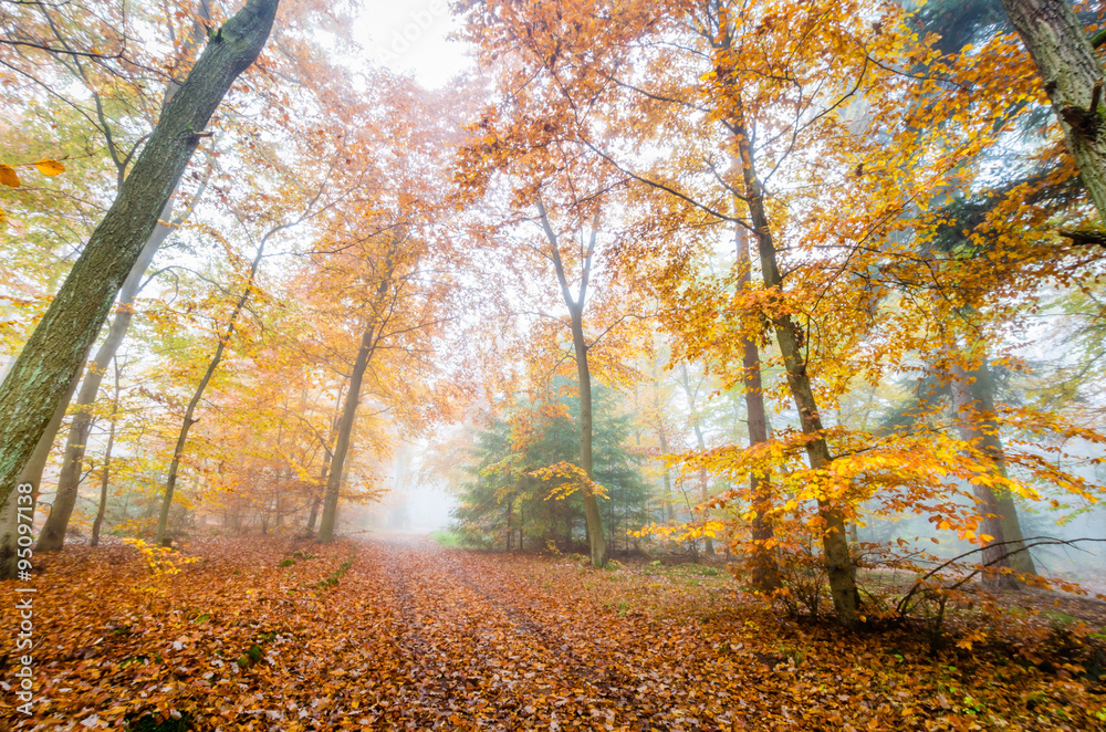 Fototapeta premium Herbstwald