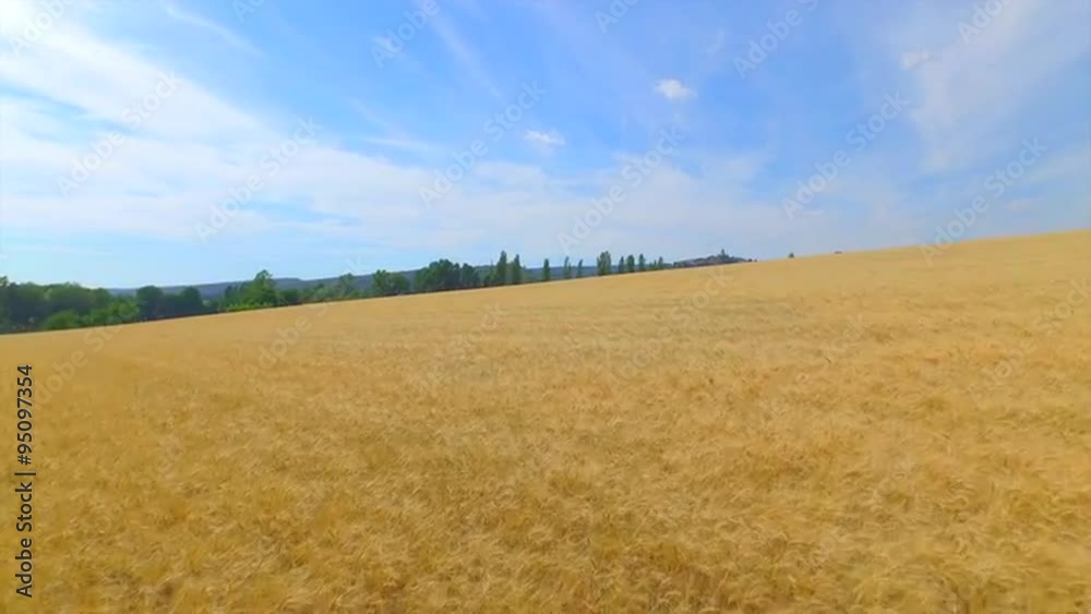 AERIAL: Flying above large field of gold wheat in summer AERIAL: Flying above large field of gold wheat in summer