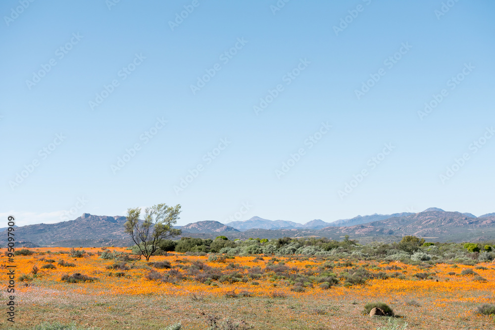 Field of indigenous orange daisies