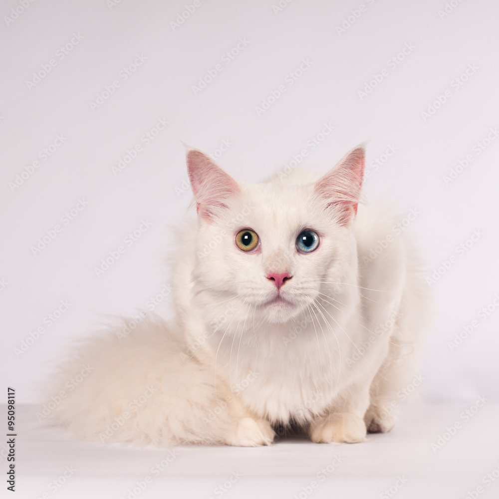 White mainecoon portrait White mainecoon portrait