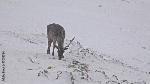 red deer in winter snow grazing and  photo