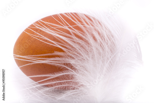 brown chicken eggs with white feather