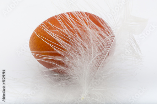brown chicken eggs with white feather
